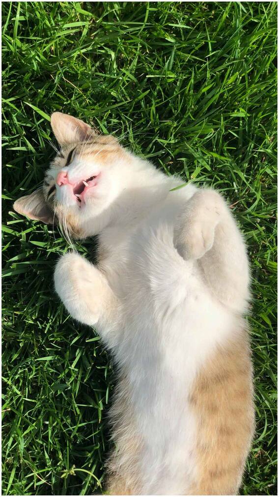 क्या जानवरों को भी आते हैं सपने