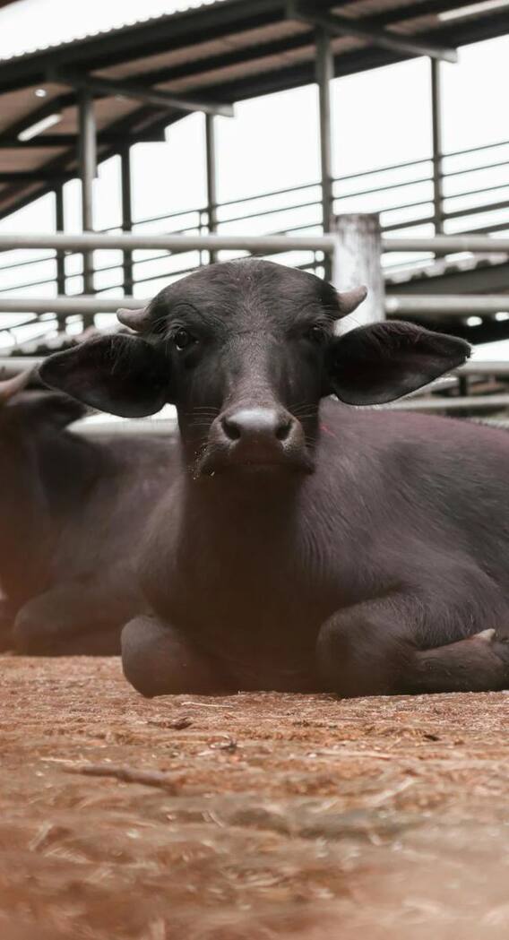 मुर्रा भैंस के दूध में कितना फैट होता है?