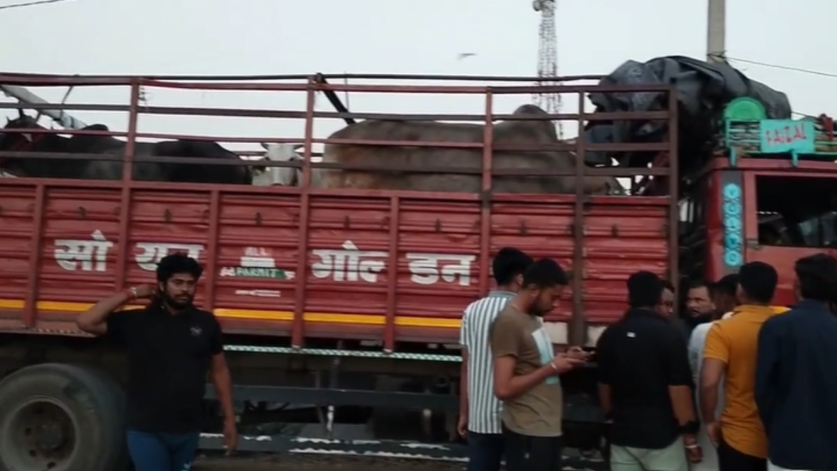 राजस्थान से 50 गाड़ियों में भरकर MP ले जाए जा रहे थे गोवंश, सीमा पर हुआ बवाल, पुलिस ने क्या बताया?