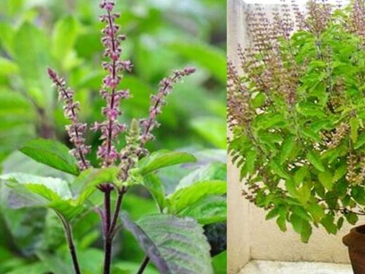 वैशाख के गुरुवार को तुलसी के सामने घी का दीपक जलाए, एक बर्तन में 7 हल्दी की गांठ, एक गुड़ का टुकड़ा और 7 दाने चने की दाल डालें और उसे तुलसी के पास रख दें, हाथ में थोड़ा सा जल लेकर मनोकामना करें और फिर ये सभी चीजें दान कर दें. मान्यता है इससे मां लक्ष्मी घर में वास करती है.