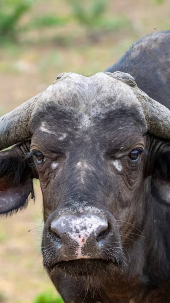 कितने दिन का होता है मुर्रा भैंस का प्रजनन काल