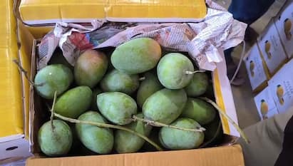 kesar mango prices Junagadh: આજે ત્રણ હજારથી વધુ બોક્સની આવક, ભાવ ૮૦૦ થી ૧૨૦૦ રૂપિયા સુધી પહોંચ્યા.
