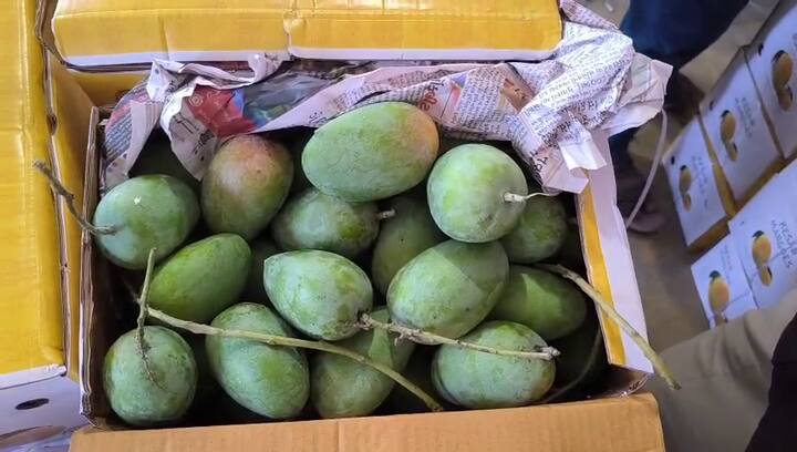 kesar mango prices Junagadh: આજે ત્રણ હજારથી વધુ બોક્સની આવક, ભાવ ૮૦૦ થી ૧૨૦૦ રૂપિયા સુધી પહોંચ્યા.