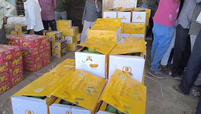Junagadh kesar mangoes: આજે યાર્ડમાં ત્રણ હજારથી વધુ કેસર કેરીના બોક્સની આવક થઈ છે, જેના કારણે ખેડૂતોમાં ખુશીની લહેર જોવા મળી રહી છે.