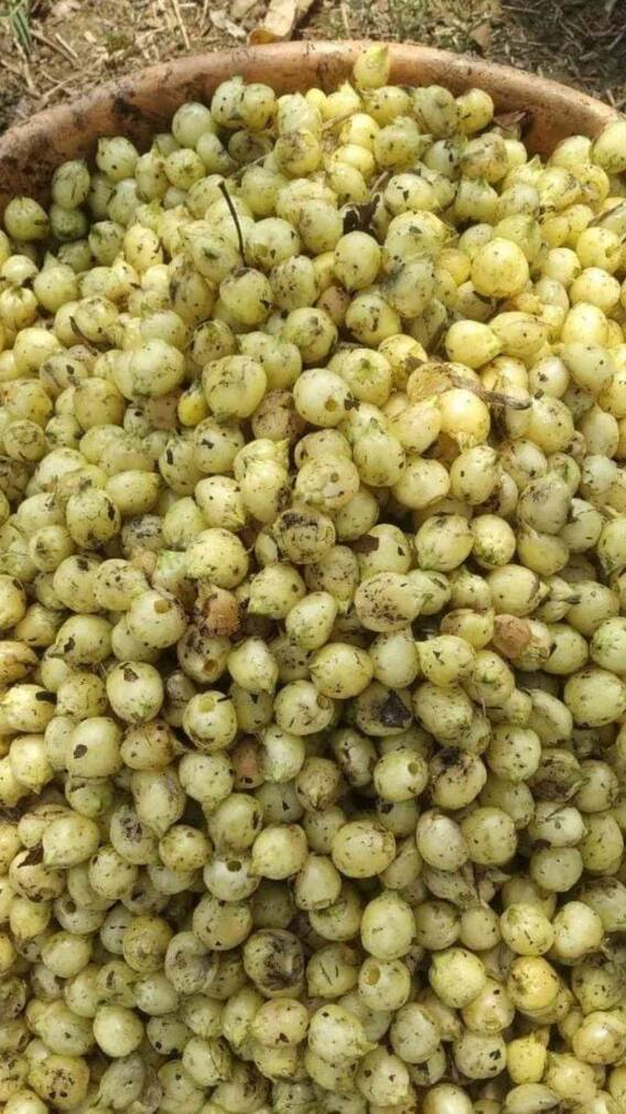 महुआ से किन बीमारियों की दवा बनती है?