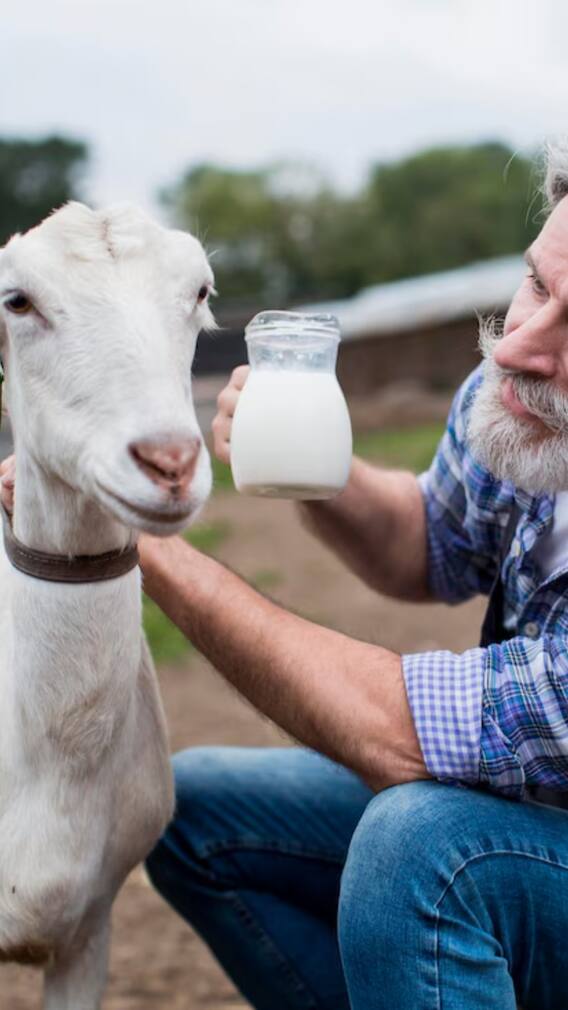 बकरी का दूध कितने रुपये में मिलता है?