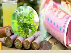 Vaishakh Month 2025: वैशाख माह में करें तुलसी के ये उपाय, कंगाल भी बन जाता है धनवान