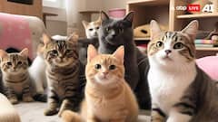 गले के ऊपर क्लिप लगाने पर अचानक शांत क्यों हो जाती हैं बिल्लियां, क्या आप जानते हैं ये बात?