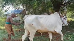 சித்திரை முதல்நாள்... தஞ்சை மாவட்ட விவசாயிகள் பொன்னேர் பூட்டினர்