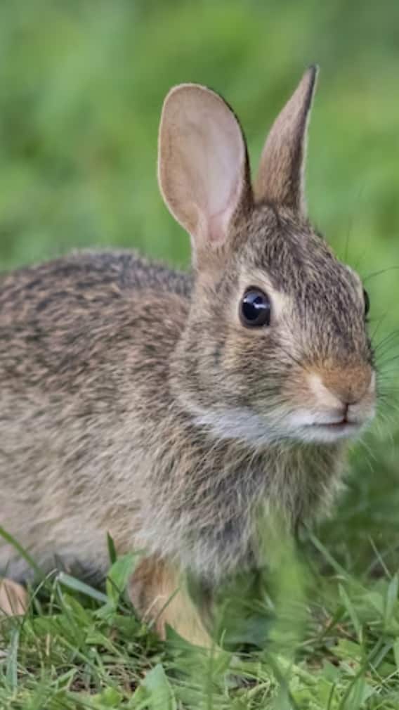 कितनी होती है खरगोश के भागने की स्पीड
