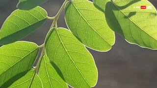 पेट में जलन हो या कब्ज, आपकी हेल्थ के लिए वरदान है शीशम, आंखों की भी करता है देखभाल