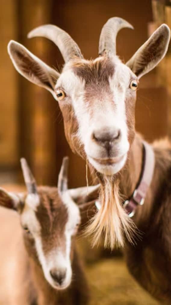 एक दिन में कितना दूध दे देती है बकरी?