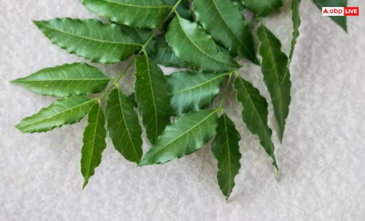 ਨਿੰਮ ਵਿੱਚ ਬਹੁਤ ਸਾਰੇ ਔਸ਼ਧੀ ਗੁਣ ਹੁੰਦੇ ਹਨ। ਨਿੰਮ ਦੇ ਪਾਣੀ ਨਾਲ ਨਿਯਮਿਤ ਤੌਰ 'ਤੇ ਨਹਾਉਣ ਨਾਲ ਚਮੜੀ ਨਾਲ ਸਬੰਧਤ ਕਈ ਸਮੱਸਿਆਵਾਂ ਘੱਟ ਹੋ ਸਕਦੀਆਂ ਹਨ। ਆਓ ਜਾਣਦੇ ਹਾਂ