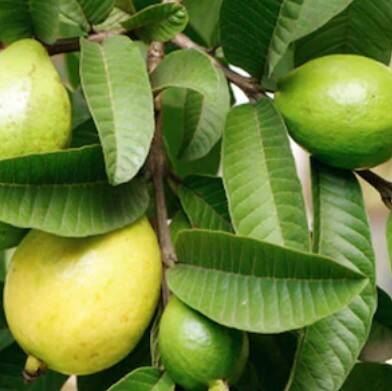 ਜੇਕਰ ਤੁਸੀਂ ਜਲਦੀ 'ਚ ਹੋ ਅਤੇ ਇੱਕ ਸਿਹਤਮੰਦ ਨਾਸ਼ਤਾ ਚਾਹੁੰਦੇ ਹੋ ਤਾਂ ਅਮਰੂਦ ਸਮੂਦੀ ਇੱਕ ਵਧੀਆ ਹੋ ਸਕਦਾ ਹੈ। ਪੱਕੇ ਹੋਏ ਅਮਰੂਦ ਦੇ ਟੁਕੜਿਆਂ ਨੂੰ ਮਿਕਸਰ ਵਿੱਚ ਦਹੀਂ ਜਾਂ ਦੁੱਧ, ਥੋੜ੍ਹਾ ਜਿਹਾ ਸ਼ਹਿਦ ਅਤੇ ਚੀਆ ਦੇ ਬੀਜਾਂ ਨਾਲ ਮਿਲਾਓ। ਇਹ ਸਮੂਦੀ ਨਾ ਸਿਰਫ਼ ਸੁਆਦੀ ਹੈ ਬਲਕਿ ਫਾਈਬਰ ਨਾਲ ਭਰਪੂਰ ਵੀ ਹੈ ਅਤੇ ਤੁਹਾਨੂੰ ਲੰਬੇ ਸਮੇਂ ਤੱਕ ਪੇਟ ਭਰਿਆ ਮਹਿਸੂਸ ਕਰਨ ਵਿੱਚ ਮਦਦ ਕਰਦੀ ਹੈ।