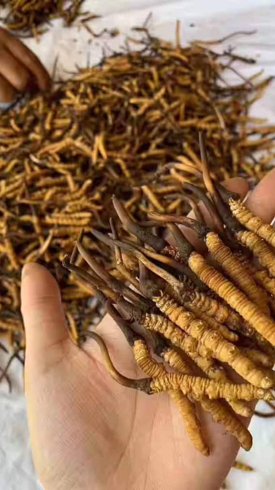 भारत में कहां होती है सबसे ज्यादा कीड़ा जड़ी?