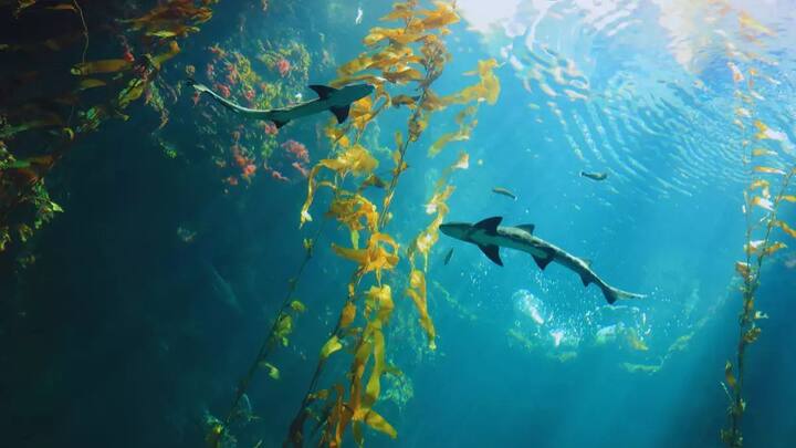 प्वाइंट नीमो पर समुद्र में करीब 200 से ज्यादा सैटेलाइट दफन हैं. प्वाइंट नीमो पर वैज्ञानिक ही कभी कभार रिसर्च के लिए आते हैं.