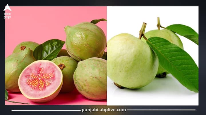 ਅਮਰੂਦ ਇੱਕ ਅਜਿਹਾ ਫਲ ਹੈ ਜੋ ਫਾਈਬਰ, ਫੋਲੇਟ, ਵਿਟਾਮਿਨ ਏ, ਸੀ, ਪੋਟਾਸ਼ੀਅਮ, ਆਇਰਨ ਅਤੇ ਮੈਂਗਨੀਜ਼ ਨਾਲ ਭਰਪੂਰ ਹੁੰਦਾ ਹੈ। ਇਹ ਇਮਿਊਨਿਟੀ ਵਧਾਉਂਦਾ ਹੈ, ਵਾਲਾਂ ਨੂੰ ਝੜਨ ਤੋਂ ਰੋਕਣ ਵਿੱਚ ਮਦਦ ਕਰਦਾ ਹੈ। ਇਸ ਫਲ ਨੂੰ ਅੱਖਾਂ ਦੀ ਸਿਹਤ ਲਈ...