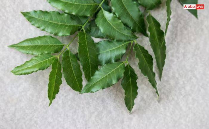 ਪਾਣੀ ਵਿੱਚ 15 ਨਿੰਮ ਦੇ ਪੱਤੇ ਪਾਓ ਅਤੇ ਇਸਨੂੰ ਚੰਗੀ ਤਰ੍ਹਾਂ ਉਬਾਲੋ। ਹੁਣ ਇਸ ਪਾਣੀ ਨੂੰ ਨਹਾਉਣ ਵਾਲੇ ਪਾਣੀ ਵਿੱਚ ਮਿਲਾਓ ਅਤੇ ਇਸ ਨਾਲ ਨਹਾਓ।