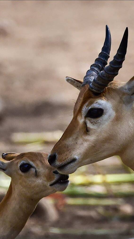 गर्मियों में परिवार संग घूमने के लिए परफेक्ट डेस्टिनेशन: कानन पेंडारी ज़ू, देखें खूबसूरत तस्वीरें