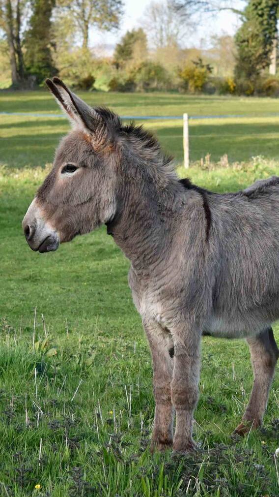 किस देश में सबसे ज्यादा पिया जाता है गधी का दूध