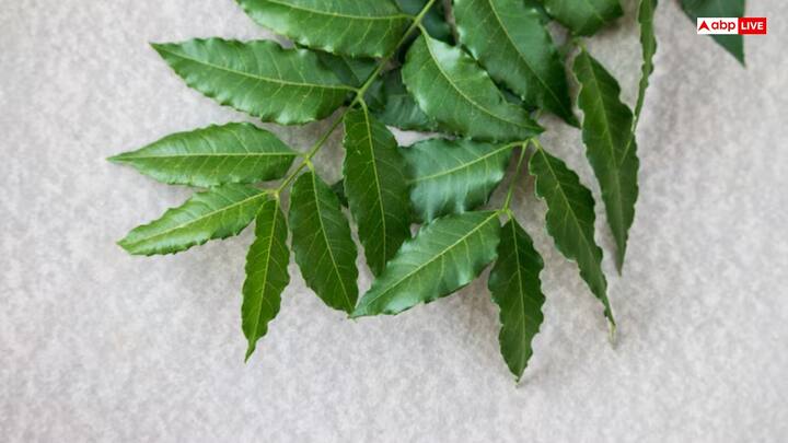 कैसे करें इस्तेमाल - 15 नीम की पत्तियों को पानी में डालें और इसे अच्छे से उबाल लें. अब इस पानी को नहाने के पानी में मिक्स करके इससे नहाएं.