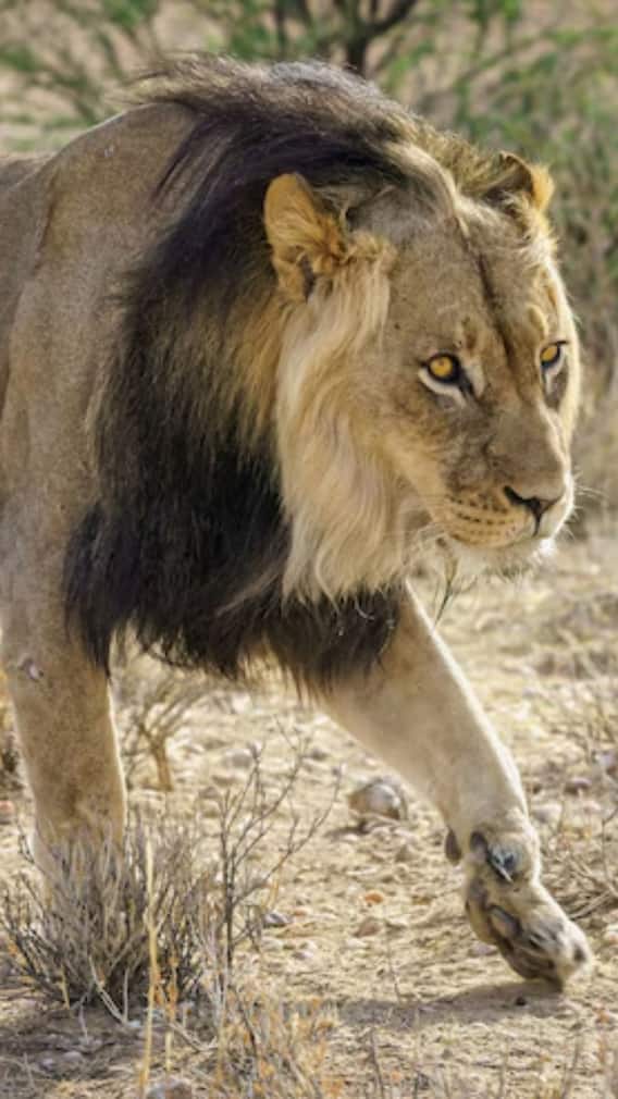 क्या वाकई शिकार नहीं करते हैं शेर?