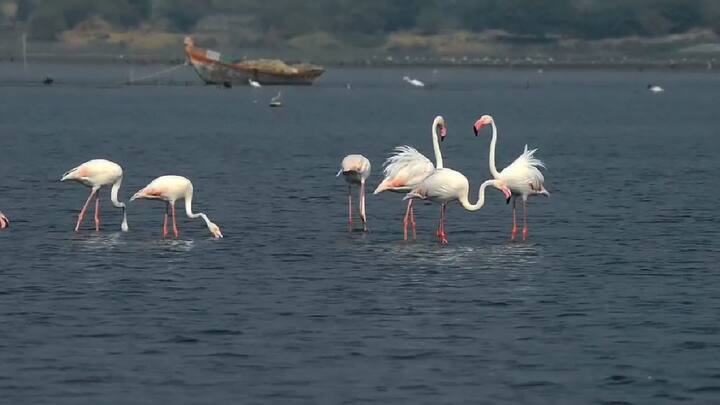 मानवाप्रमाणे प्राणी, पक्षांसाठीही निसर्गाने पर्यटनाची सोय केलीय असे म्हटलं तर वावगं ठरणार नाही. हिवाळ्यात आणि वसंत ऋतूच्या सुरुवातीला विदेशातून सातासमुद्रपार प्रवास करत फ्लेमिंगो भारतात, महाराष्ट्रात येतात.