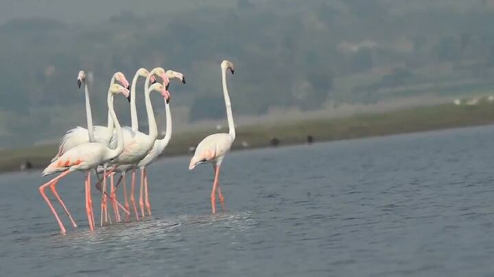 कारण, हे फ्लेमिंगो पक्षी आफ्रिका, यूरोप, आशिया, इराण आणि पाकिस्तानच्या काही भागांसह विविध प्रदेशांमधून स्थलांतर करत ते इथं येतात.