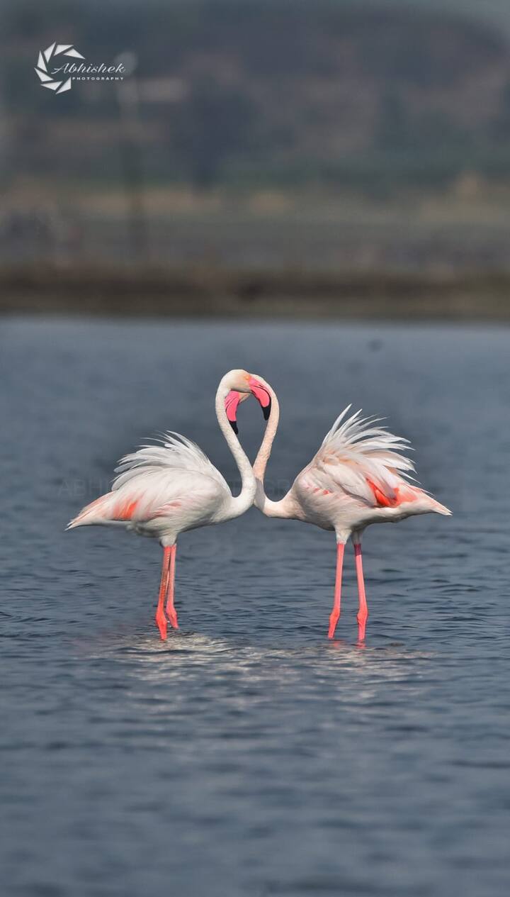 उजनी धरणाच्या पाण्यावर तरंगणारे हे फ्लेमिंगो पाहून जणू जादुई प्रवास करतात की काय, जादुई आनंद घेतात की काय असा भास होतो.