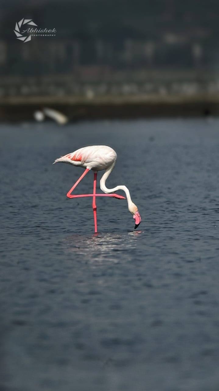 या फ्लेमिंगोची उंची साधारण 90 ते 150 सेमी (3 ते 5 फूट) एवढी असते. गुलाबी किंवा लालसर रंग, लांब पाय, जाड खाली वळलेली चोच, मोठे पंख आणि लहान शेपटी अतिशय सुंदर दिसते.