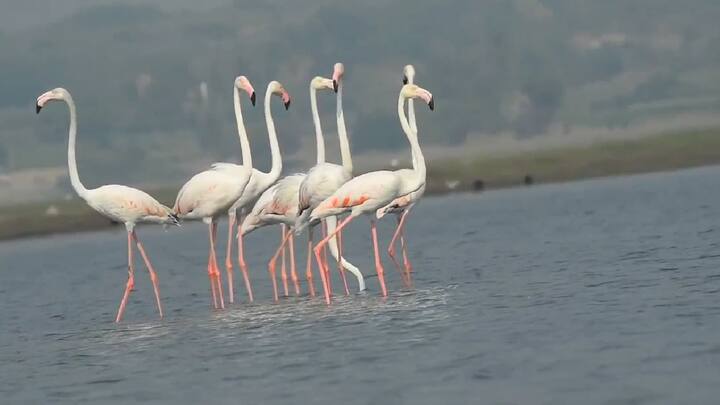 पंछी, नदीया, पवन के झोंके, कोई सरहद ना इन्हे रोके... ह्या गाण्यातील बोल त्यांच्यासाठी लिहिले की काय असे वाटते.