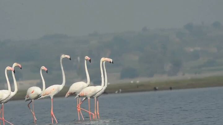 उजनी धरणाच्या बॅक वॉटरमध्ये भीम नदीत साता समुद्रापार आलेल्या फ्लेमिंगो पक्षांकडे पाहून निसर्गाने बनवलेल्या सुंदर सृष्टीला पाहून आनंद होतो.