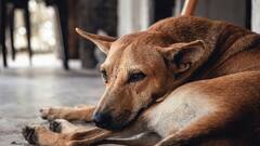 Villagers Insert Stick In Dog's Mouth, Break Teeth Using Pliers In MP; 5 Booked