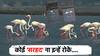 Flamingos परतीचा प्रवास...  5 महिन्यानंतर सोलापुरातून मायदेशी परतणार फ्लेमिंगो; निसर्गाची मनमोहक सुंदरता