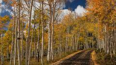 दुनिया में मौजूद है हिमयुग का सबसे बड़ा और पुराना पेड़, खूबी ऐसी कि आप दांतों तले उंगलियां दबा लेंगे