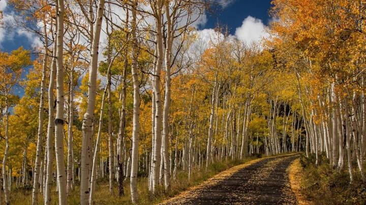 इस पेड़ को दुनिया का सबसे बड़ा जीवित जीव भी कहा जाता है, जो कि अमेरिका के यूटा के फिशलेक नेशनल फॉरेस्ट में पाया जाता है.