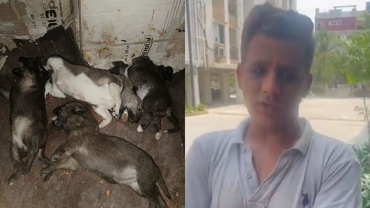 Hyderabad News: ఐదు కుక్క పిల్లల్ని గోడకేసి కొట్టి చంపేశాడు - ఇంత కర్కశమా - హైదరాబాద్ వ్యక్తి వీడియో వైరల్