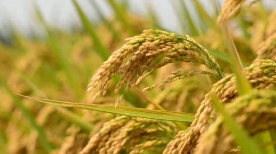 Good news! Paddy season will be a booming one, not only for farmers but also for businessmen details inside ਖੁਸ਼ਖਬਰੀ! ਝੋਨੇ ਦਾ ਸੀਜ਼ਨ ਕਰੇਗਾ ਮਾਲੋਮਾਲ, ਕਿਸਾਨਾਂ ਦੇ ਨਾਲ ਹੀ ਕਾਰੋਬਾਰੀਆਂ ਦੀ ਵੀ ਬੱਲੇ-ਬੱਲੇ