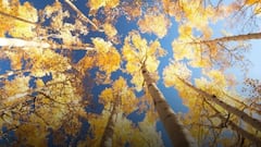 दुनिया में मौजूद है हिमयुग का सबसे बड़ा और पुराना पेड़, खूबी ऐसी कि आप दांतों तले उंगलियां दबा लेंगे