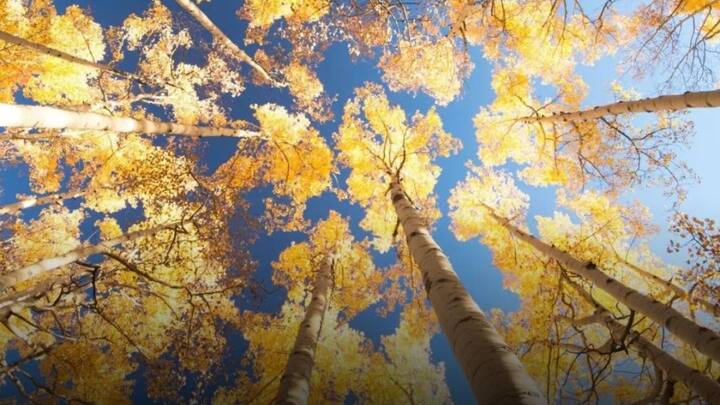 यहां के सैकड़ों नमूनों की जांच के बाद वैज्ञानिकों ने पता लगाया है कि यह 106 एकड़ में फैला हुआ है और इसकी शुरुआत हिमयुग के अंत से बहुत पहले हुई होगी.