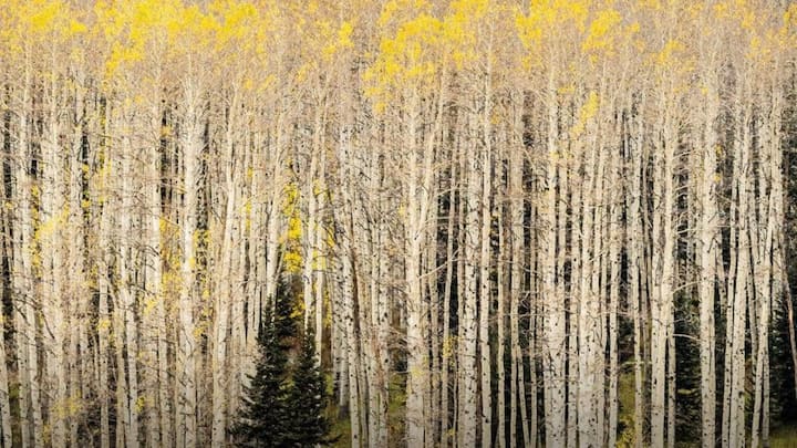 This tree is also unique in itself because its chromosome triplets do not get the genome with other members of its species.