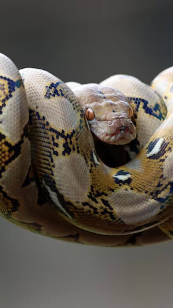 यहां मिलता है दुनिया का सबसे बड़ा अजगर