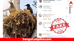 সোনার গয়না ছিনিয়ে এনে বাসা বানাচ্ছে পাখি ! সমাজমাধ্যমে ভাইরাল ভিডিয়োর সত্যতা জানুন