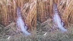 लखीमपुर खीरी में गेहूं के खेत में पहुंचा विशालकाय मगरमच्छ, वन विभाग ने रेस्क्यू कर नदी में छोड़ा