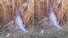 Lakhimpur News: लखीमपुर खीरी में गेहूं के खेत में पहुंचा विशालकाय मगरमच्छ, वन विभाग ने रेस्क्यू कर नदी में छोड़ा