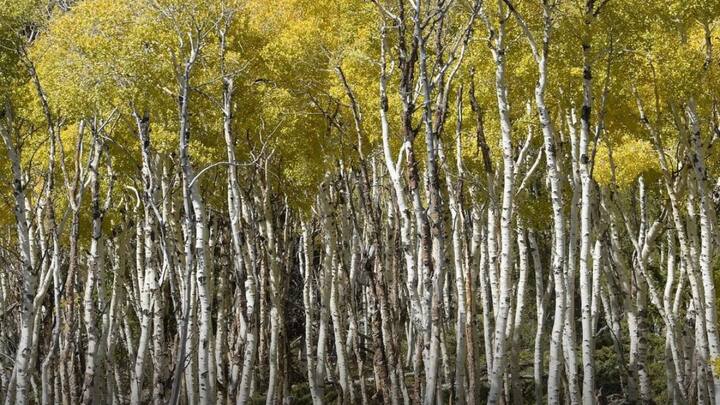 47,000 different trees have been born from a root of coating aspen i.e. a root of pandos, which have been made the entire forest so far.