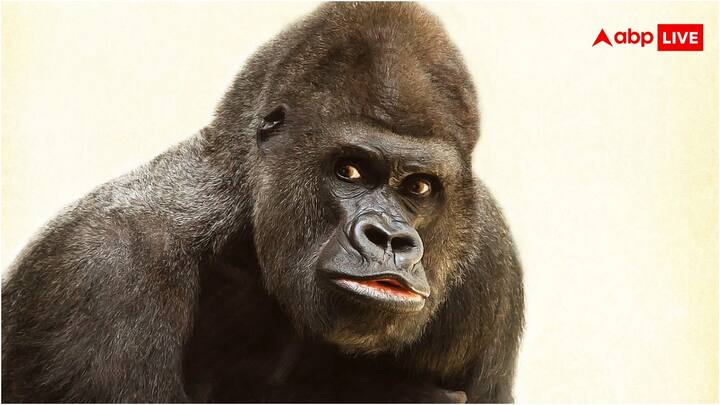 कई जानवरों की प्रजातियों की बढ़ती संख्या वैज्ञानिकों के लिए चिंता का कारण बनी हुई है. दरअसल, इससे बीमारी फैलने का भी खतरा बढ़ जाता है. इस बीच हम आपको उन जीवों की बारे में बताएंगे, जिनकी आबादी तेजी से बढ़ रही है.