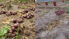 बारिश ने छीन ली कमाई, तोड़ दी कमर, पटना में किसानों की करोड़ों के प्याज और गेहूं फसल नष्ट