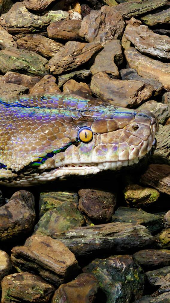 ये हैं भारत के चार सबसे खतरनाक सांप