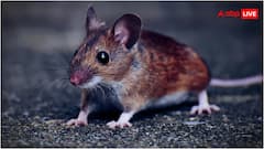 दुनिया से कम हो रहे जानवरों को तो जानते हैं, लेकिन तेजी से बढ़ रहे हैं ये जीव- जान लीजिए नाम